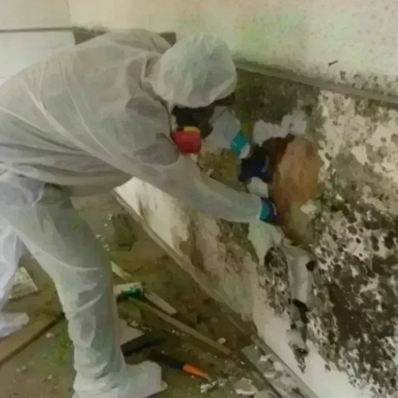 Mold Remediation and Removal in Santa Susana, CA